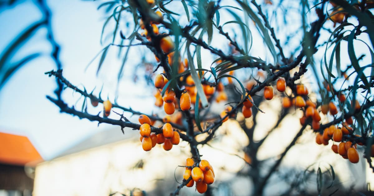 Five Daily Habits That Can Strengthen Your Immune System During Cold and Flu Season