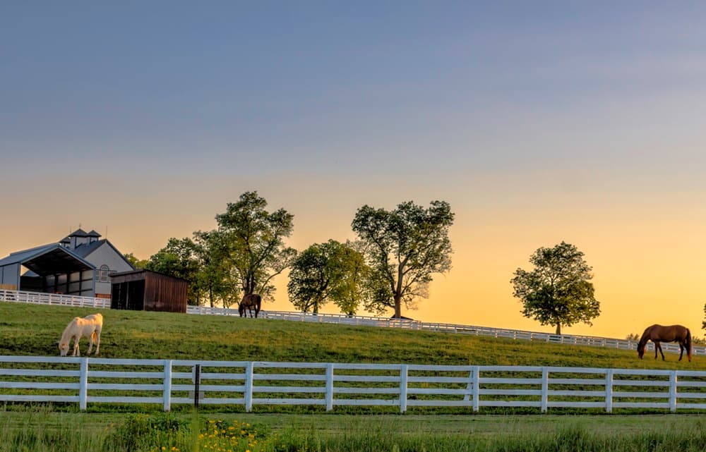 The Hard Truth About Buying a Horse Farm in Ocala: What Experts Say Buyers Overlook