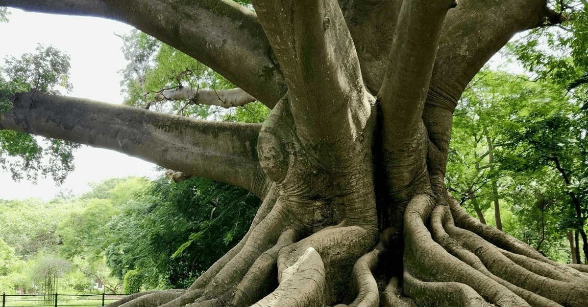 ROOTS Fellowship Foundation Funds Four Indigenous Heritage Projects in Africa and South America