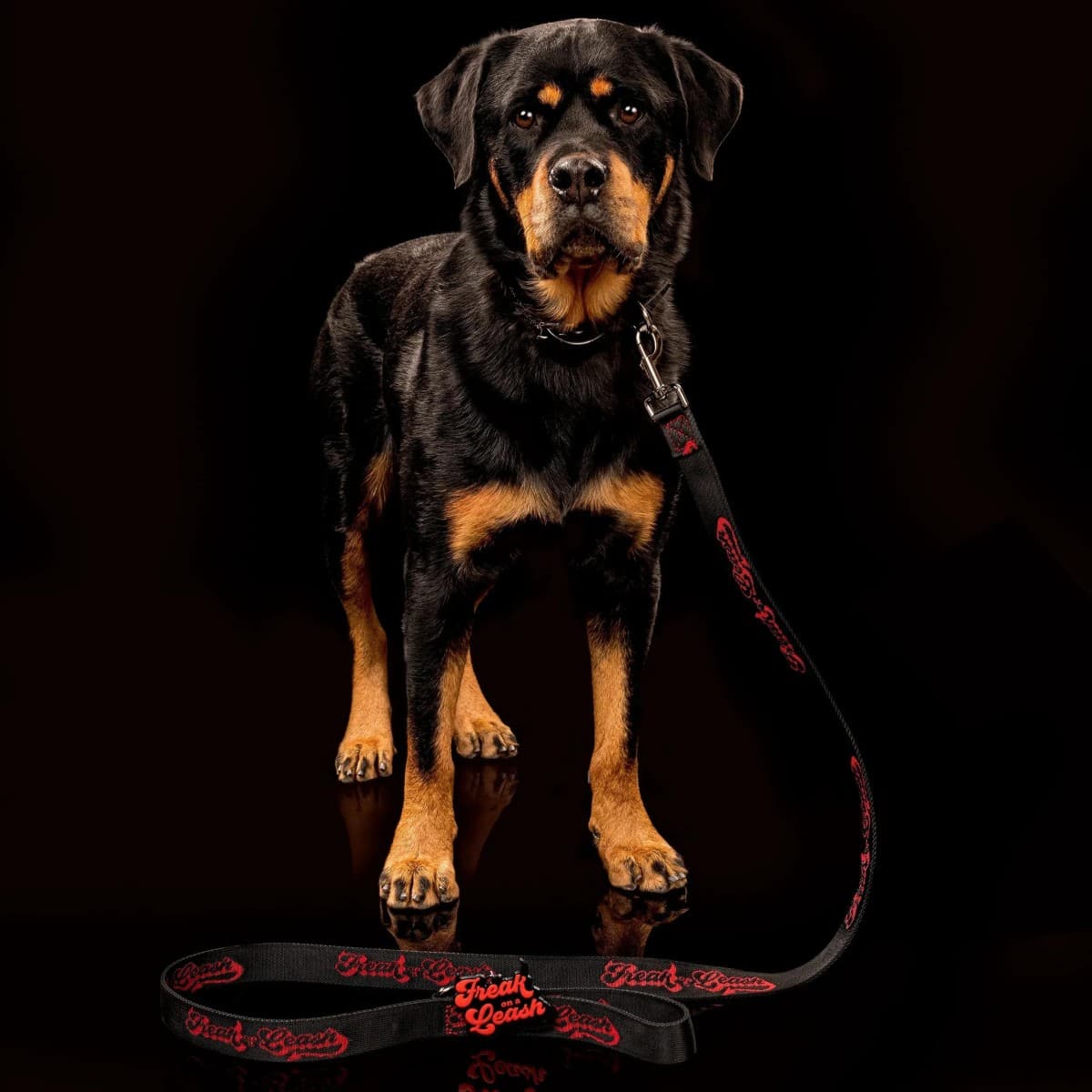 Freak On a Leash Positions Spiked Dog Collars as Durable Everyday Accessories